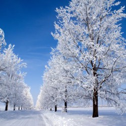 jardin en hiver